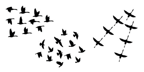 Black silhouettes of flying birds on a white background. Three different types of bird groups
