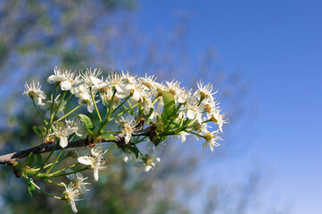 Branch of wild pear fruit tree in bloom with white flowers