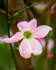 Lone Dogwood Flower