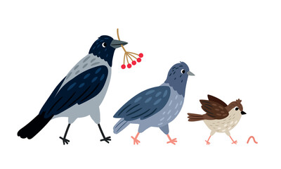 Crow with berries in its beak, pigeon and sparrow run after a worm