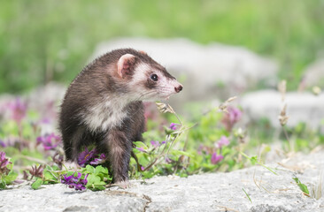 ferret in nature