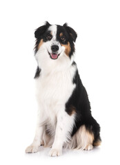 Miniature American Shepherd