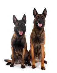 malinois in studio
