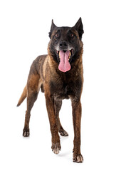 malinois in studio