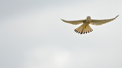 Close-up of the bird with all its wings spread, suspended in the sky. Kestrel close-up. Bird in flight.  Bird of prey flying with spread wings in autumn nature. European kestrel, Falco tinnunculus. Wi