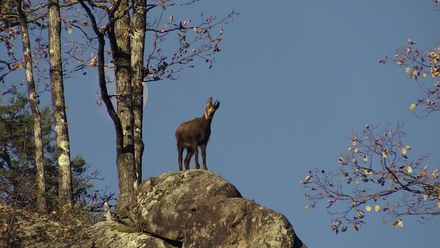 Alpine chamois (Rupicapra rupicapra) Camoscio alpino
