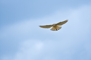 Fototapeta premium Close-up of the bird with all its wings spread, suspended in the sky. Kestrel close-up. Bird in flight. Bird of prey flying with spread wings in autumn nature. European kestrel, Falco tinnunculus. Wi
