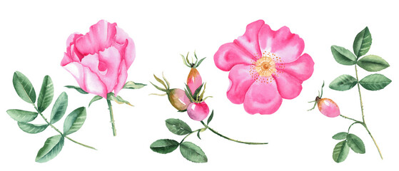 Watercolor set of dog rose flowers, leaves and berries isolated on white background. Botanical hand drawn illustration.