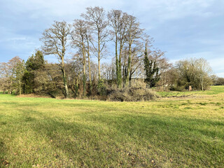 trees in the field