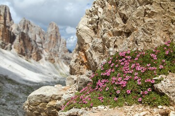 Mountain flowers dolomiten fingerkraut potentilla nitida - obrazy, fototapety, plakaty
