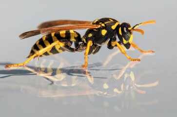 Mirroring wasp, European common wasp, Vespula Vulgaris