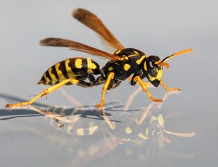 Mirroring wasp, European common wasp, Vespula Vulgaris