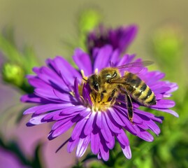 bee or honeybee in Latin Apis Mellifera on blue flower