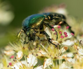 Green Rose Chafer, in latin Cetonia Aurata