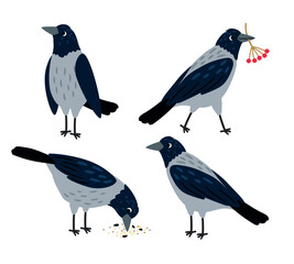 Set of different crow poses. Bird pecking seeds