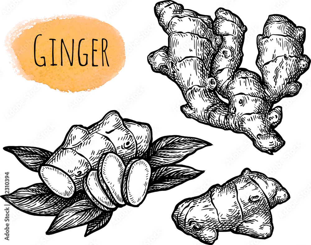 Canvas Prints fresh ginger root ink sketch.