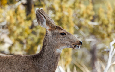 Naklejka na ściany i meble black-tailed mule deer eating pine needles