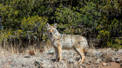 Obraz premium large coyote behind barbed wire 