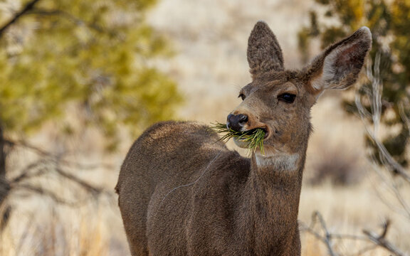 black-tailed mule deer eating pine needles