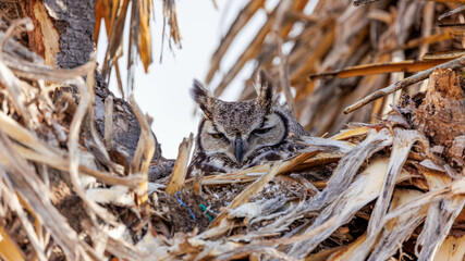 great horned owl resting in nest 
