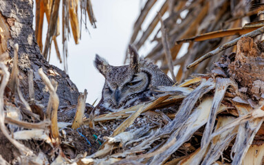 great horned owl resting in nest 