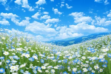 Poster Meadow of daisies and blue sky with white clouds © Lucid