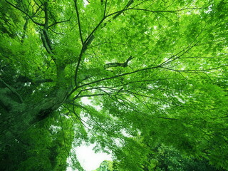 新緑の大樹
