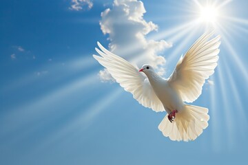 a white dove is flying in the sky in light sun rays