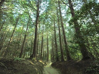 森の中の小道