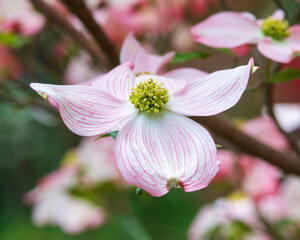 Closeup of Dogwood in Bloom