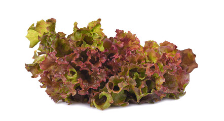 Fresh organic red lettuce isolated on transparent background. PNG