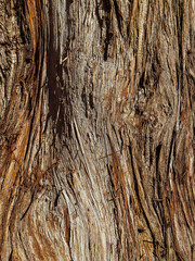 close up dry big teak tree bark texture.