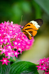 Portrait of a tropical butterfly