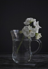 flower in glass on a black, dark background