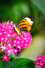 Portrait of a tropical butterfly