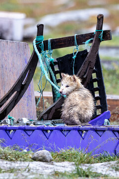Greenlandic puppy sitting on a purple sled in the rain in Ilulissat, Greenland