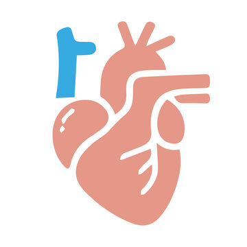 Human anatomy internal organ set with brain lung intestine heart kidney liver and stomatch