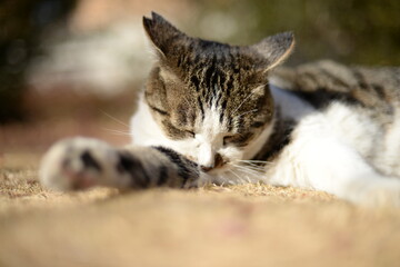 山梨県庁の地域猫・冬の日だまり