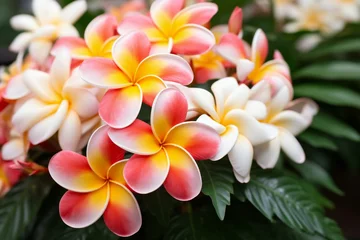 Foto op Canvas Plumeria or Frangipani flowers in the garden © Abstraction