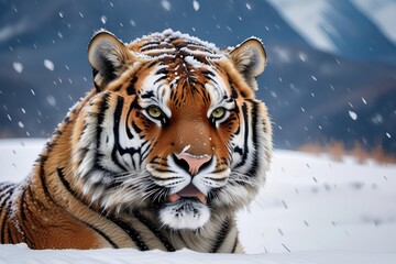 siberian tiger in the snow
