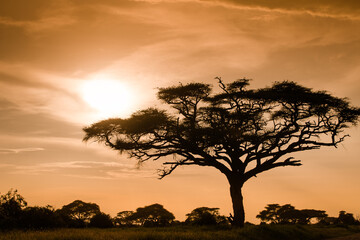 Drzewa akacji na afrykańskiej sawannie w  świetle zachodzącego slońca - obrazy, fototapety, plakaty