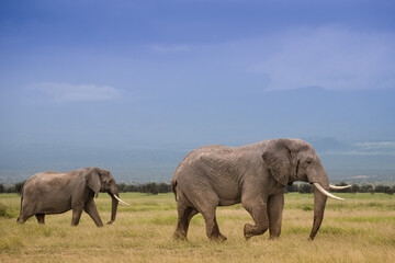 Wielkie słonie na afrykańskiej sawannie w Amboseli Kenia
