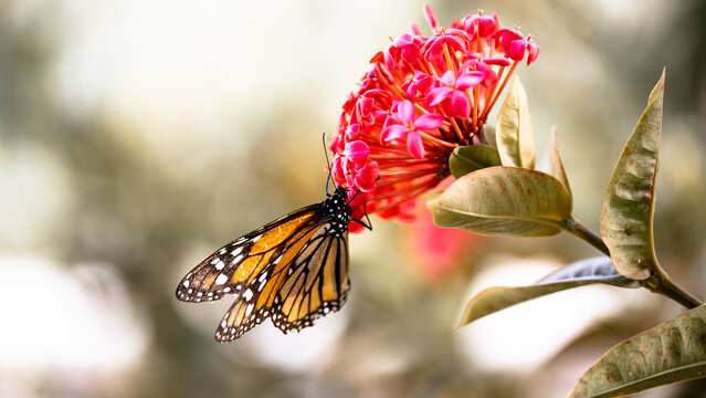 preciosa mariposa monarca aliment&aacute;ndose sobre una flor de color rosa ante la llegada de la primavera.  