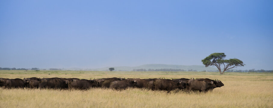 Fototapeta Stado bawołów na afrykańskiej sawannie Kania
