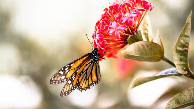 preciosa mariposa monarca aliment&aacute;ndose sobre una flor de color rosa ante la llegada de la primavera.  