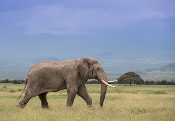 Naklejka na ściany i meble Wielkie słonie na afrykańskiej sawannie w Amboseli Kenia