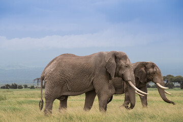 Wielkie słonie na afrykańskiej sawannie w Amboseli Kenia © kubikactive