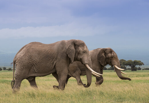 Fototapeta Wielkie słonie na afrykańskiej sawannie w Amboseli Kenia