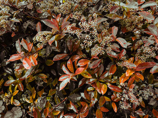 Blooming honeysuckle with red leaves