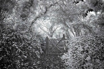 Black and white woodland gate in Malpas Cornwall UK
